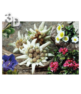 3D Ansichtskarten gross Sommer 16x11cm